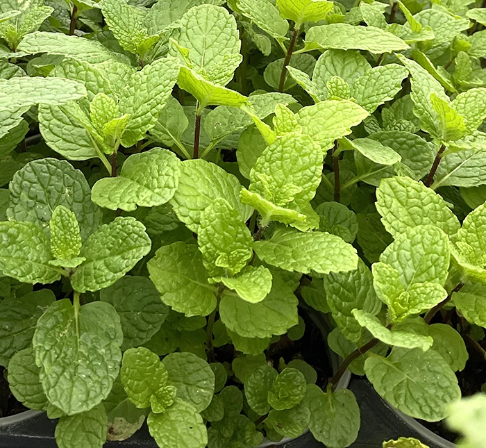 Herbs for Sale Online | Kitchen Garden Plants