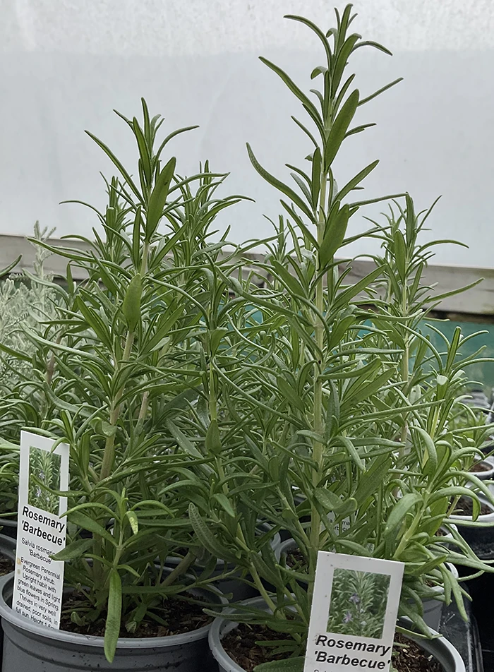 Rosemary 'Barbecue' 1.5L Pot